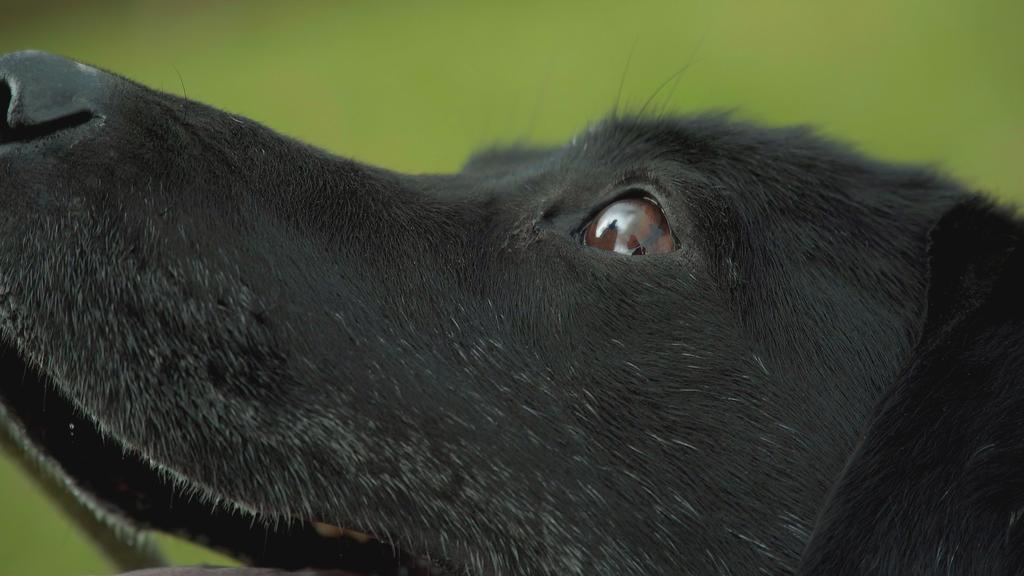Aqueos - Common Eye Problems in Dogs