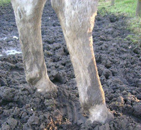MUD FEVER IN HORSES: A YEAR-ROUND PROBLEM