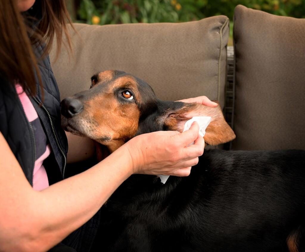 Aqueos - 6 things to regularly do, to keep your pet well