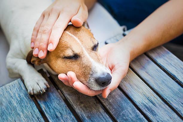 Parvovirus in Dogs: What is it and what can you do to help?