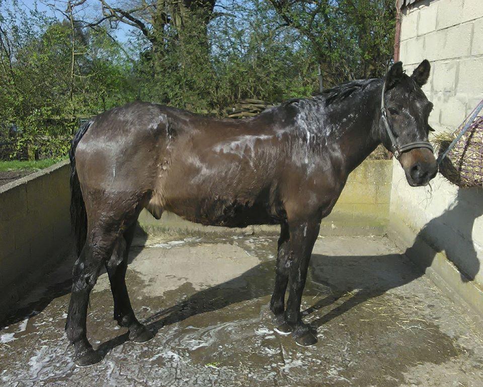 Aqueos Anti-Bacterial, Anti-Fungal Horse Shampoo