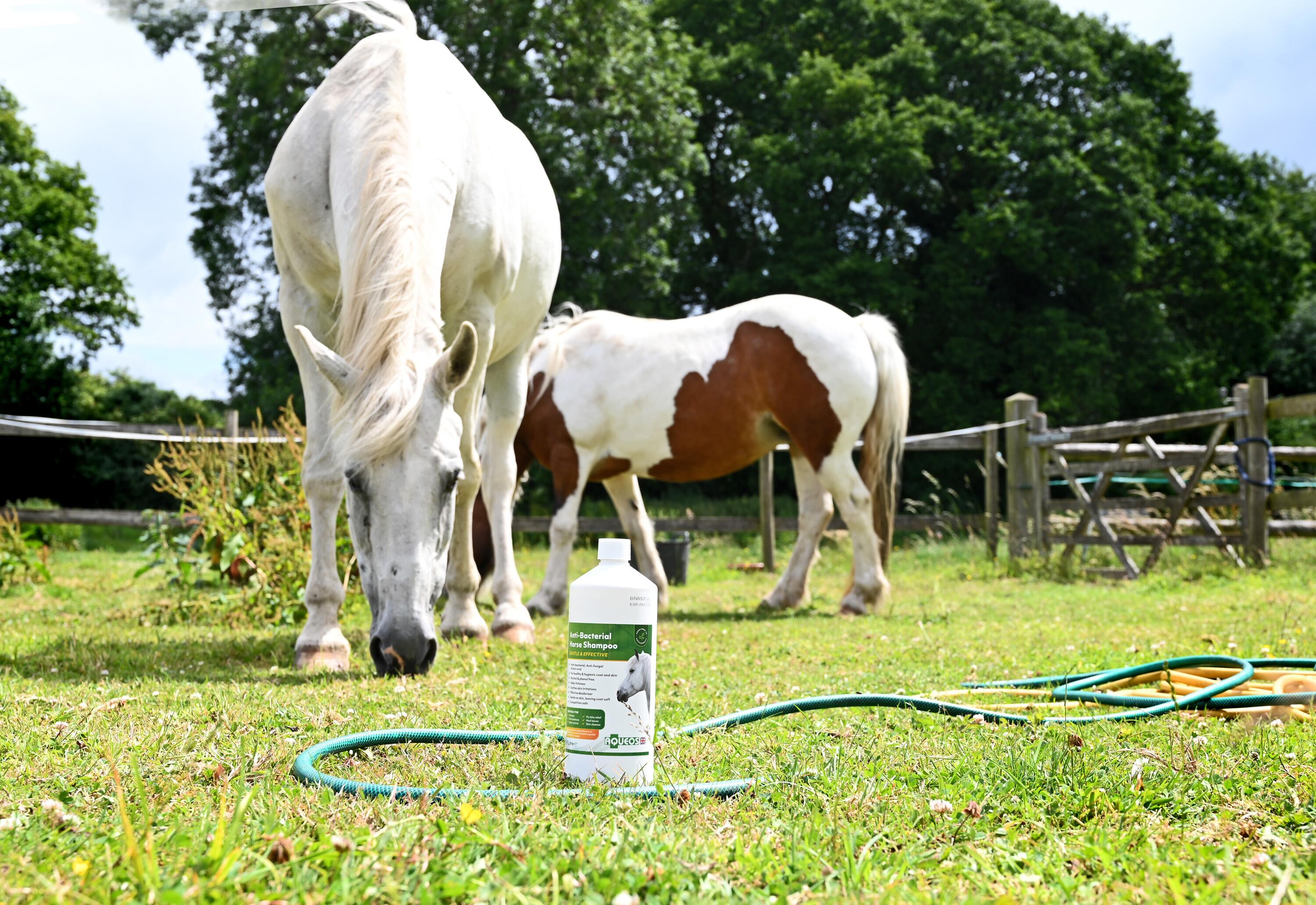 Aqueos Fly Bites On Horses