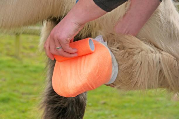 15 ways to tell when a horse’s wound is an emergency