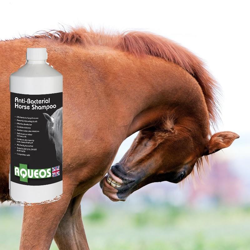 Aqueos Horse Shampoo - Read about Equine Skin Allergies