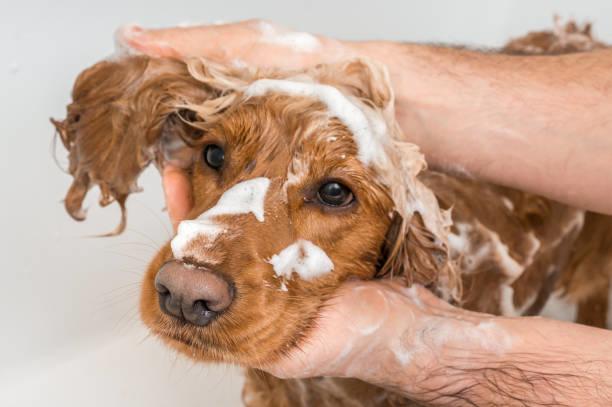 antibacterial and antifungal anti itch dog shampoo