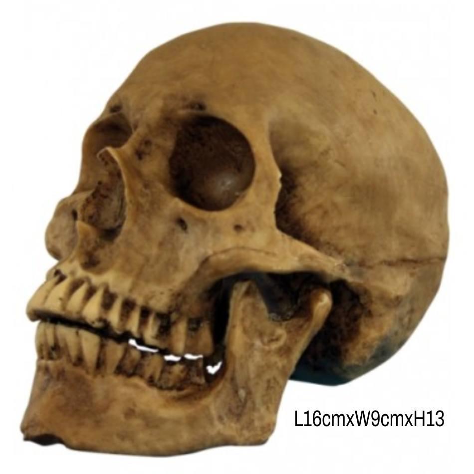 Halloween Resin Skull L16cm x W9cm x H13cm by Ghoulish Productions 27037 available here at Karnival Costumes online party shop