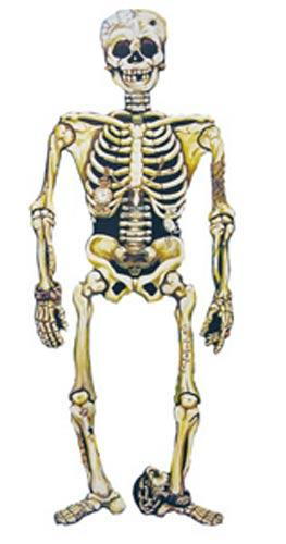 Skeleton 58" Cut-Out