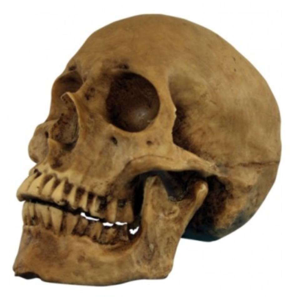 Halloween Resin Skull by Ghoulish Productions 27037 available here at Karnival Costumes online party shop