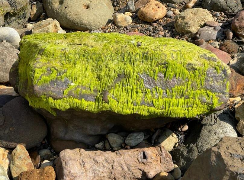 photo of a sea stone in algae