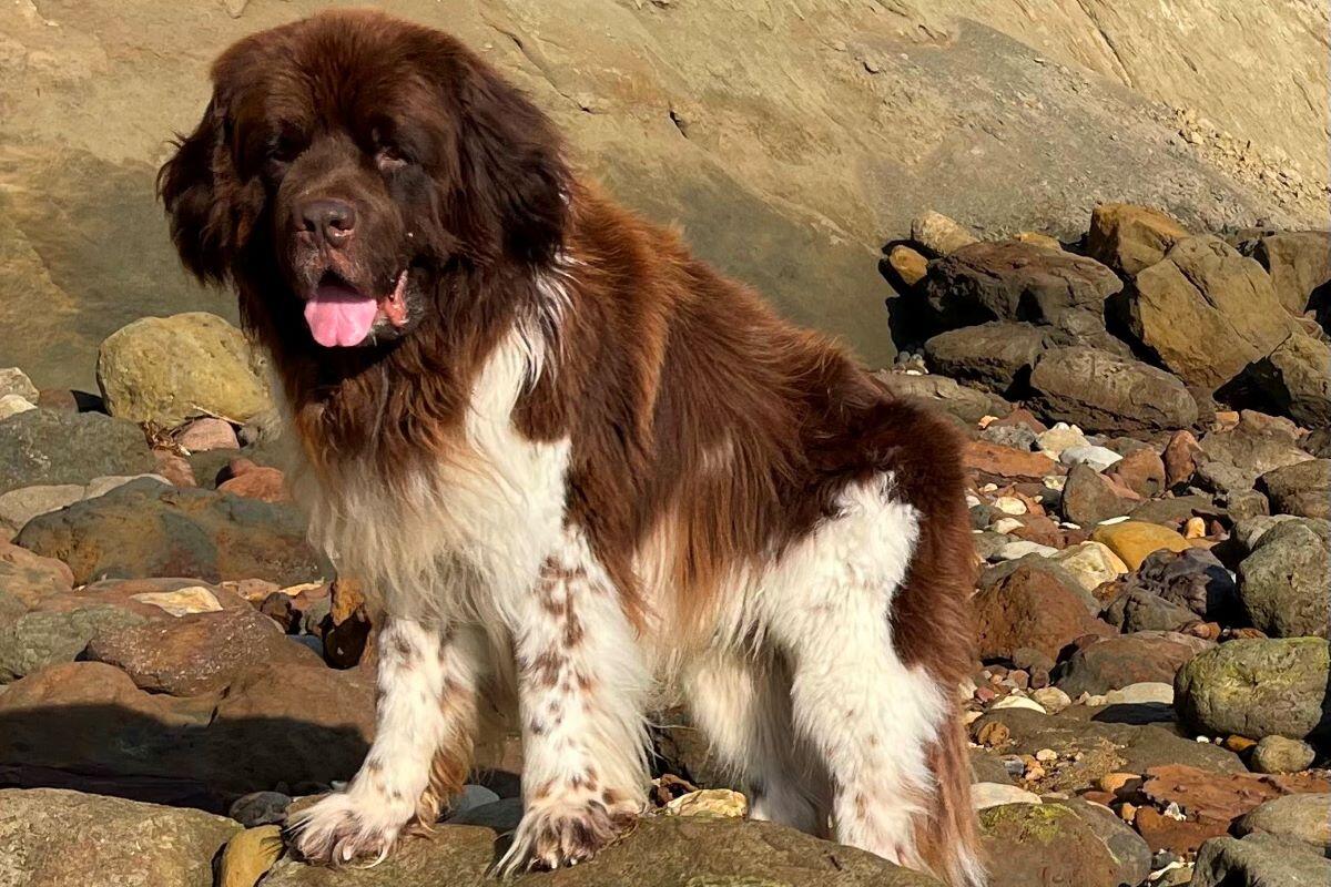Gentle Giant on the Beach