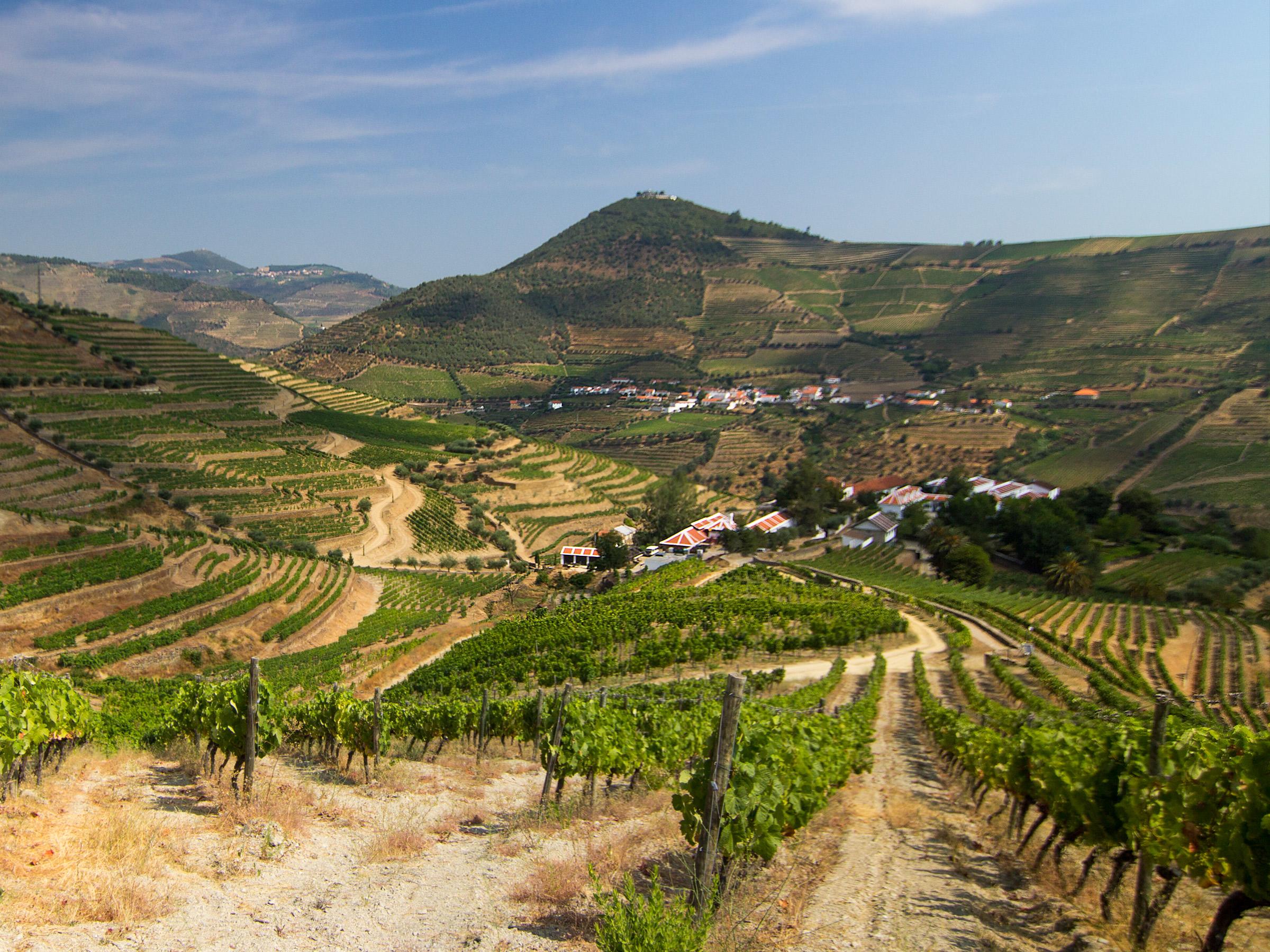 Touriga Nacional
