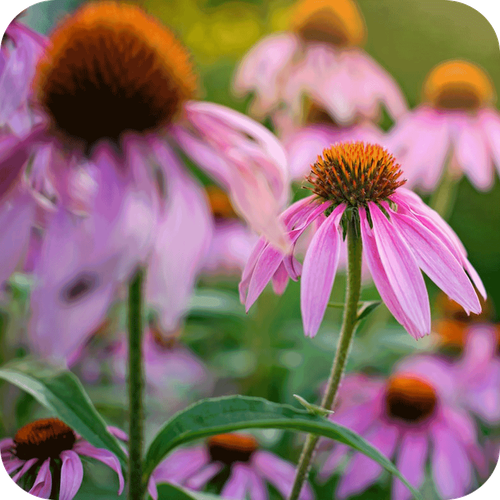 Echinacea