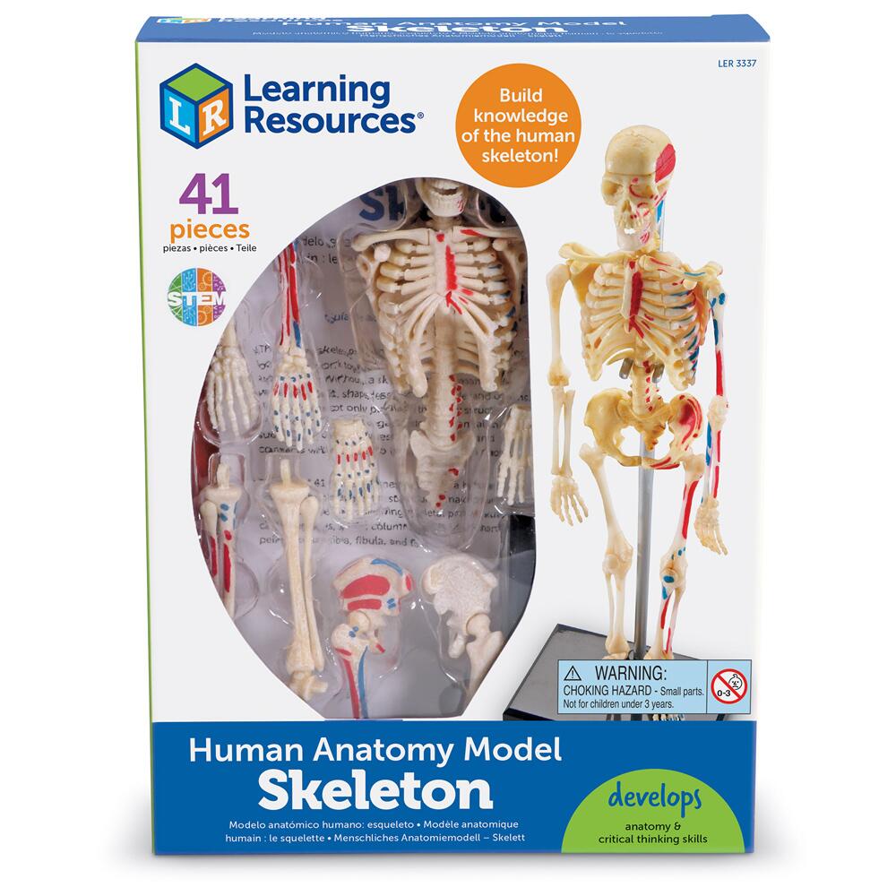 Learning Resources Human Skeleton Model LER3337