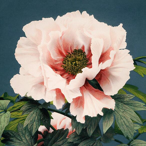 Beautiful Pink Peony by Kazumasa floral flower vintage wall art poster print