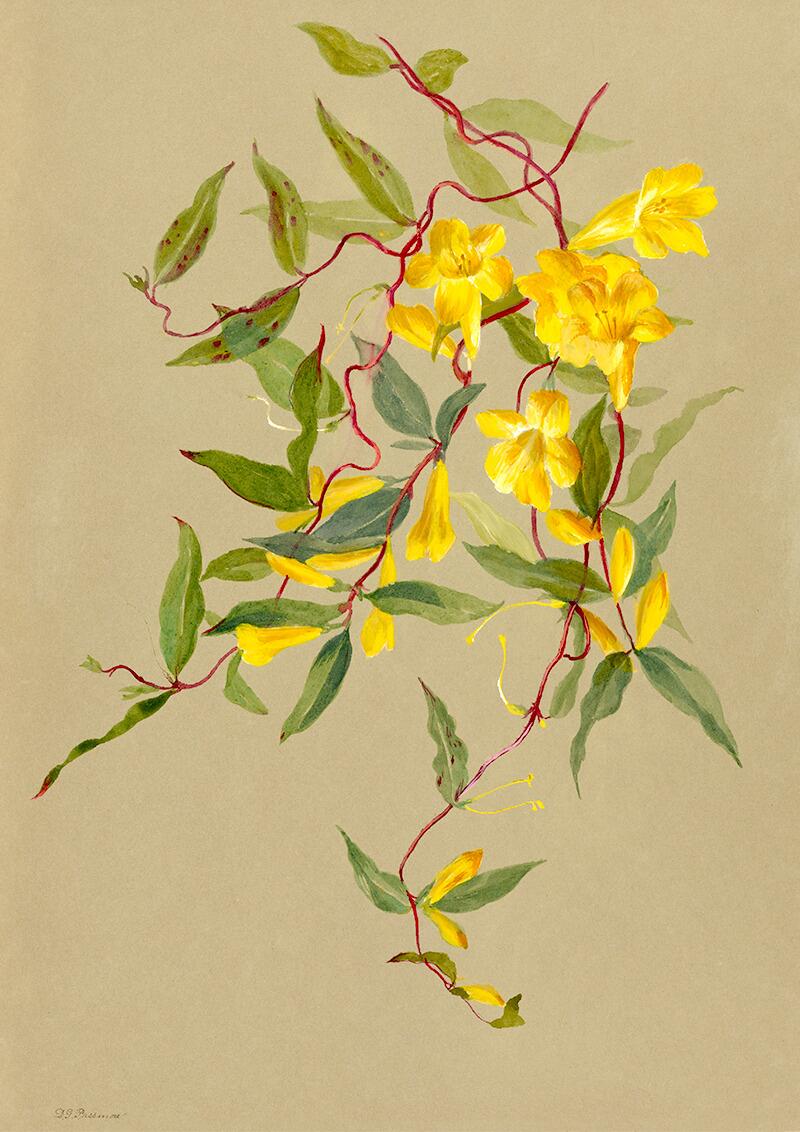 botanical-vintage-flowers-by-deborah-g-passmore-home-floral-decor