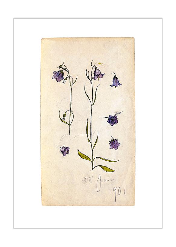 BLUEBELL Flower Drawing Print Vintage Botanical Illustration on