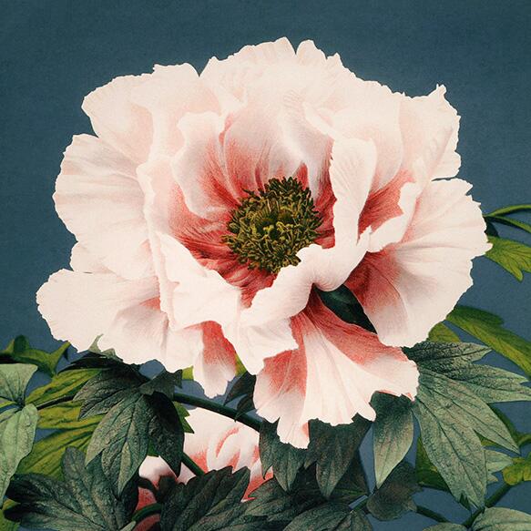 Beautiful Pink Peony by Kazumasa floral flower vintage wall art poster ...