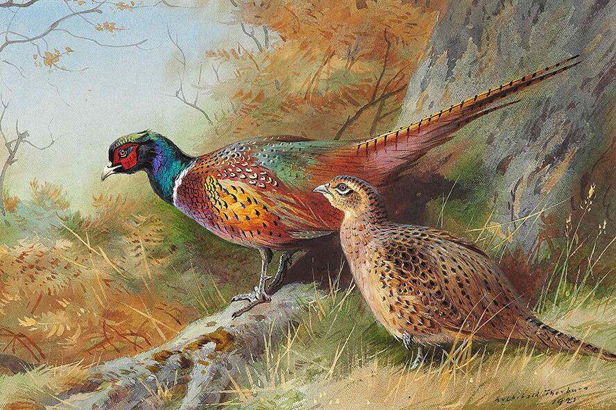 A cock and hen pheasant at the base of an oak tree (1921