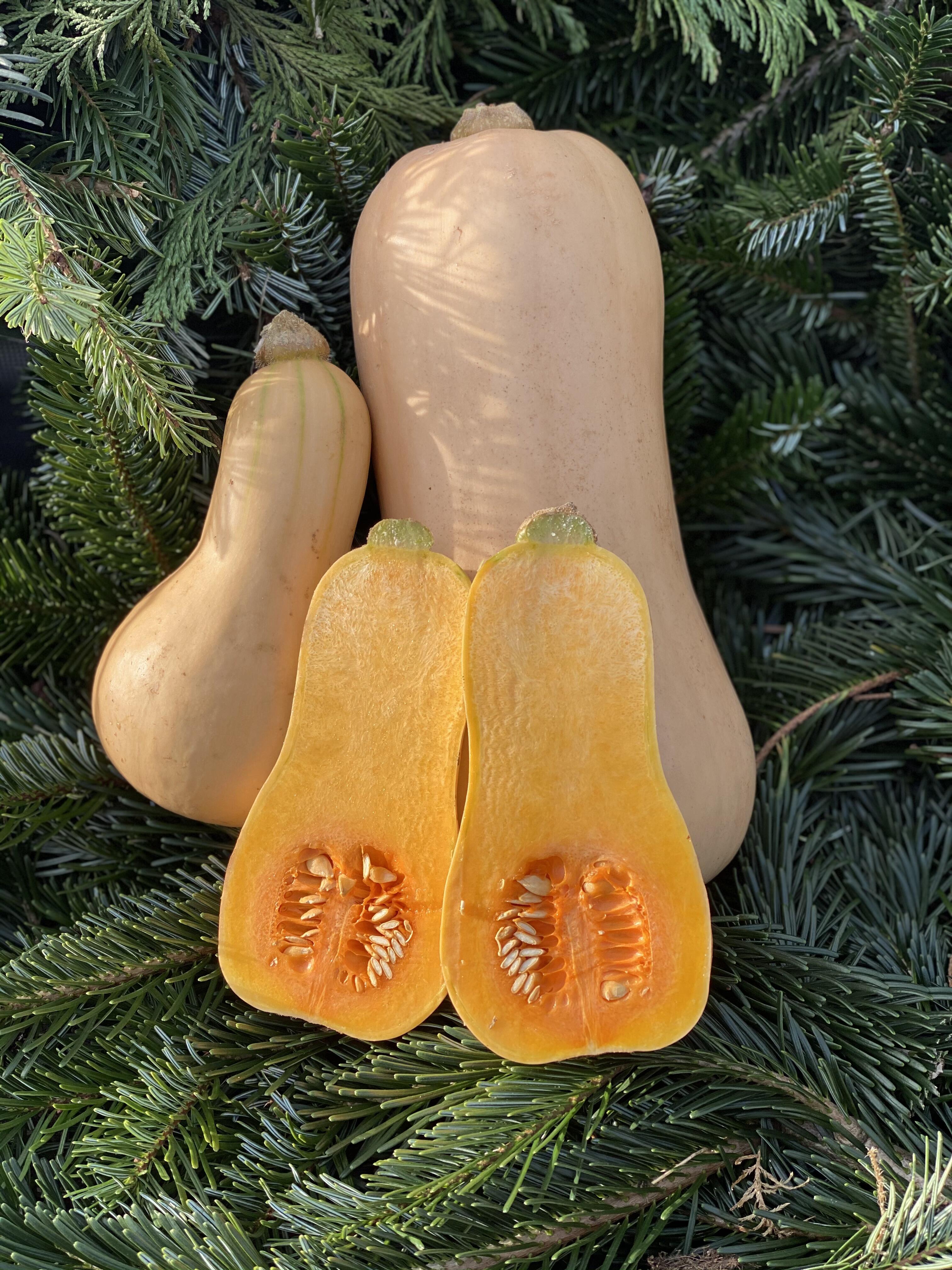 Organic Butternut Squash | Trinity Farm