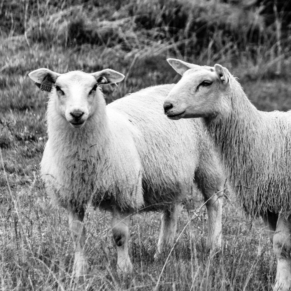 Two bluefaced leicester sheep in a field