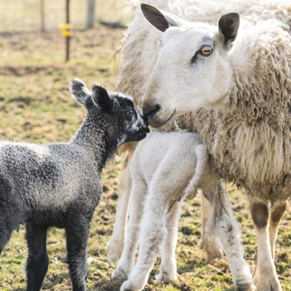 Bluefaced leicester ram with lambs