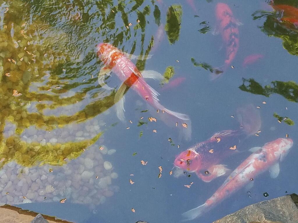Fish Care using natural ingredients.