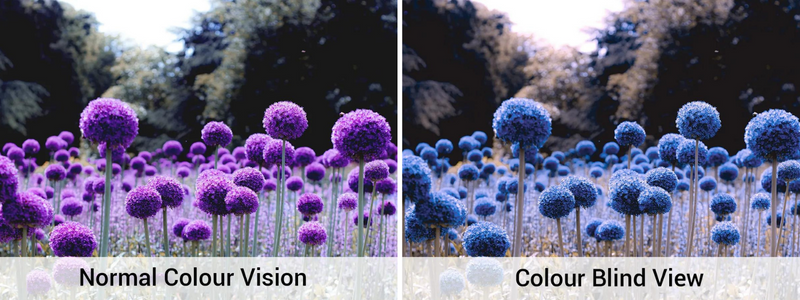 2 identical images of a field of flowers side by side on the left side the flowers are shown in full colour as someone with normal colour vision would see them, in th eright image this is shown how someone with colour blindness would see the image.