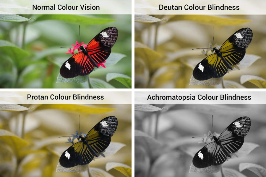 4 identical images of a butterfly on a flower, the image in the top left is shown in full colour and is how someone with normal colour vision would see the image, the image in the top right is shown as someone who has Deutan colour blindness would see it, the bottom left is shown as someoen with Protan coour blindness would see the image and finally the bottom right is shown how someone with achromatopsia colour blindness would see it.