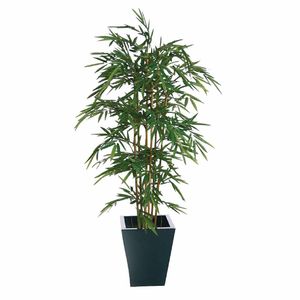 Natural Bamboo 1800mm - CC576 - 1