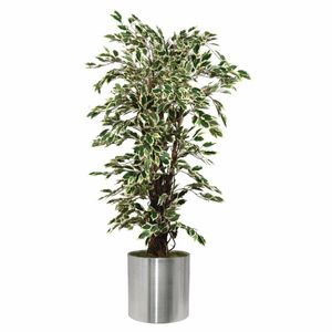 Ficus Exotica Variagated 1500mm - CC502 - 1