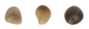 Mould Tray 275x135 For 15 Discs - 381205 - 1