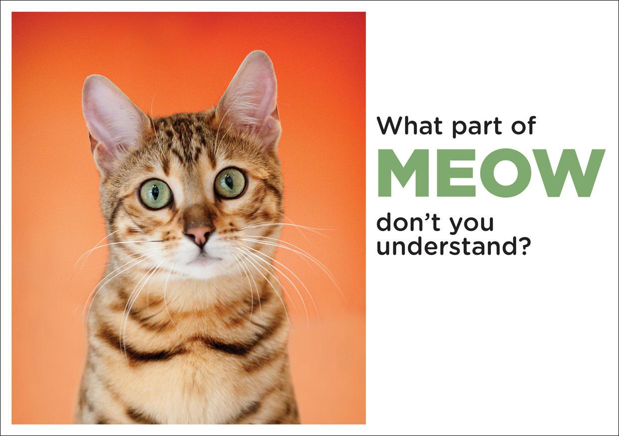 What part of MEOW don't you understand? Photo with caption greeting card.