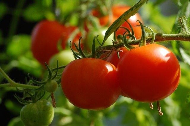 Tomato Nimbus