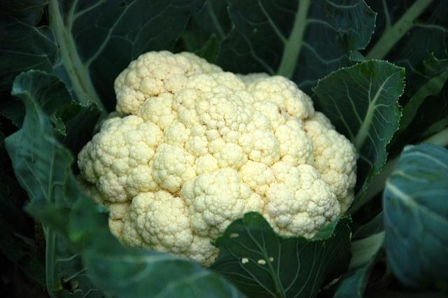 Cauliflower (All Year Round)
