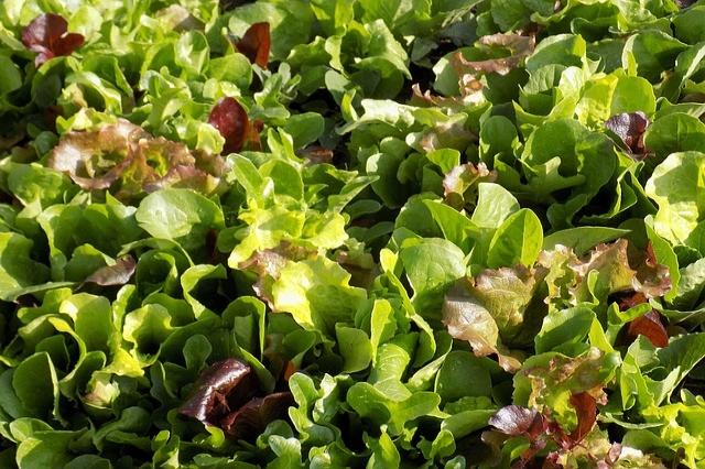 Lettuce (Mixed Salad Leaf)