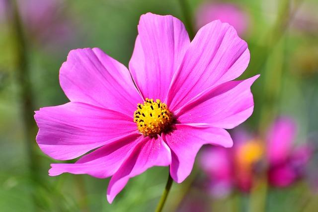 Pink Cosmos