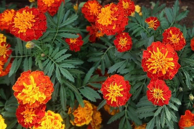 Marigolds (French) Mixed