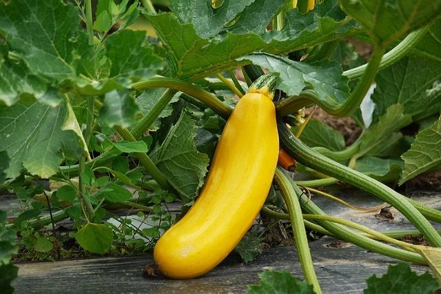Courgette Golden