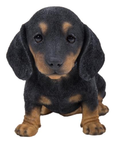 Black/Brown Dachshund Puppy