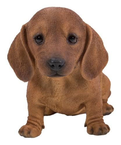 Brown Dachshund Puppy