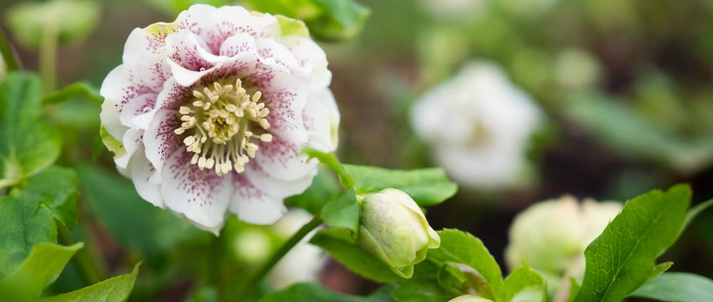 Seasonal, Scented and Sustainable. Picked Fresh from our flower farm in the Surrey Hills