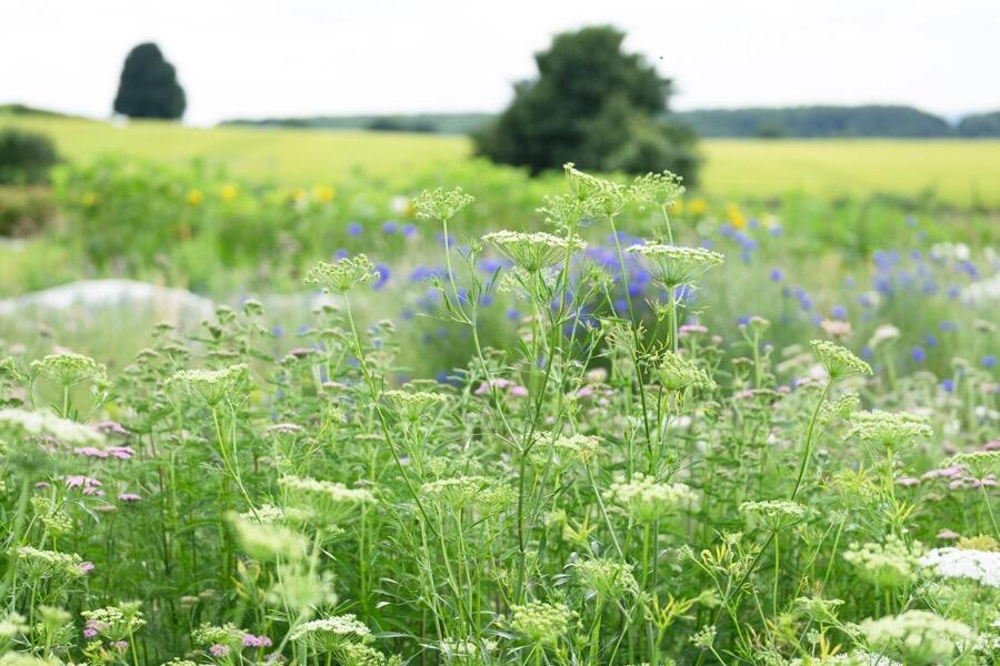 Where will your flowers come from if you don't buy them from a local grower?