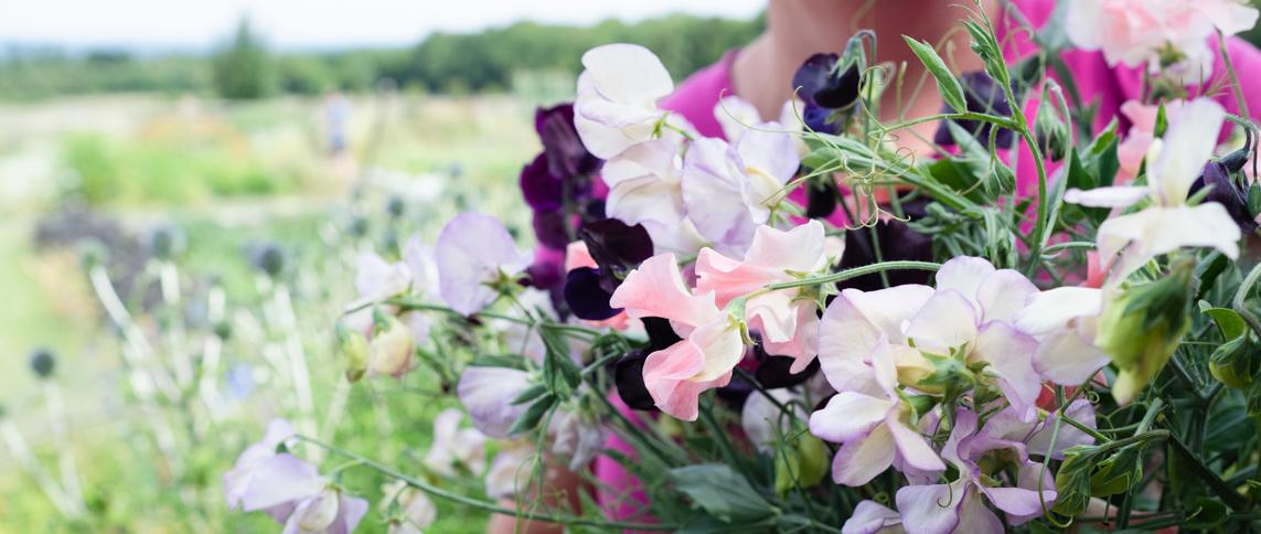 Seasonal, Scented and Sustainable. Picked Fresh from our flower farm in the Surrey Hills