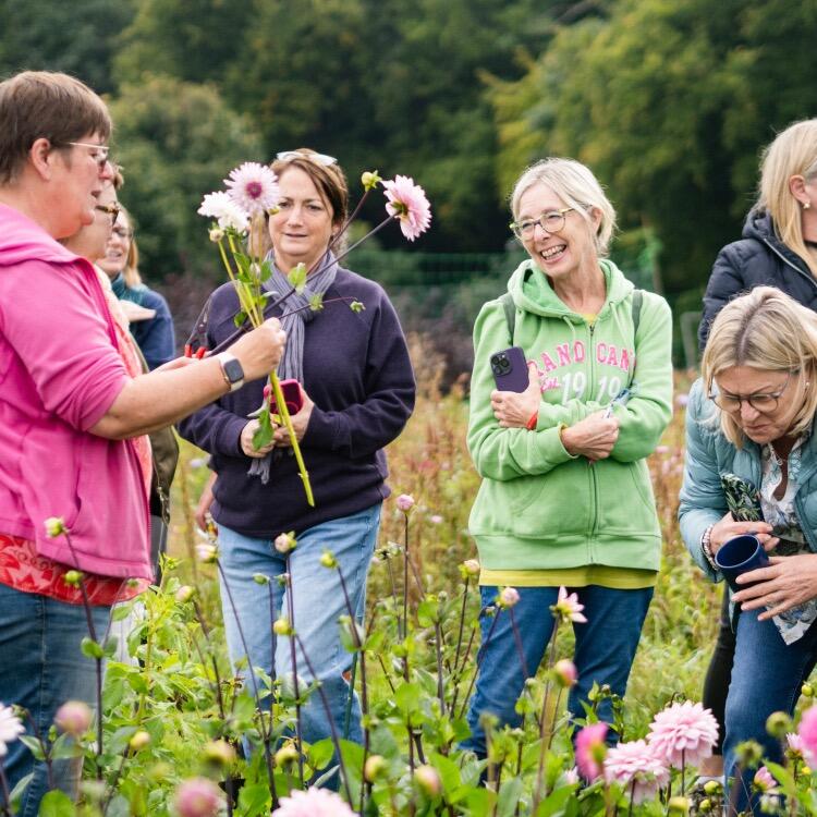 Field tour in the Dahlias