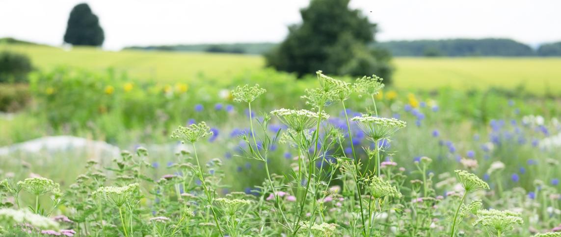 Seasonal, Scented and Sustainable. Picked Fresh from our flower farm in the Surrey Hills