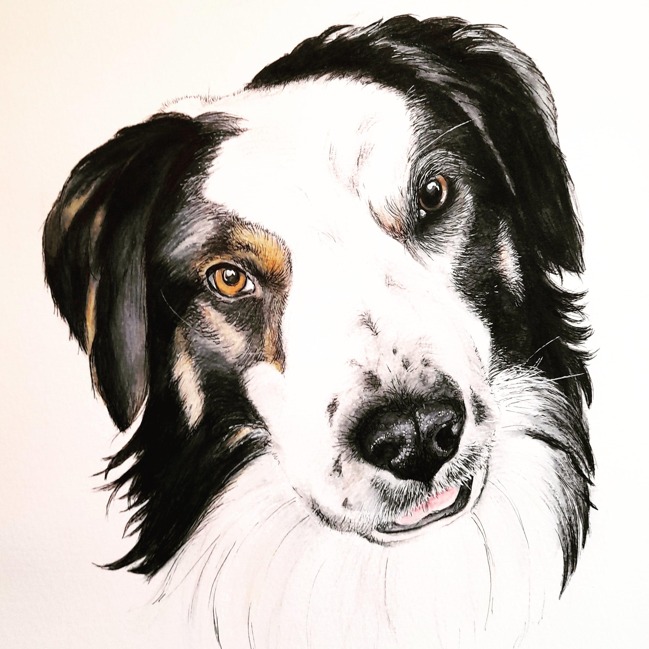 Watercolour & ink Collie Portrait