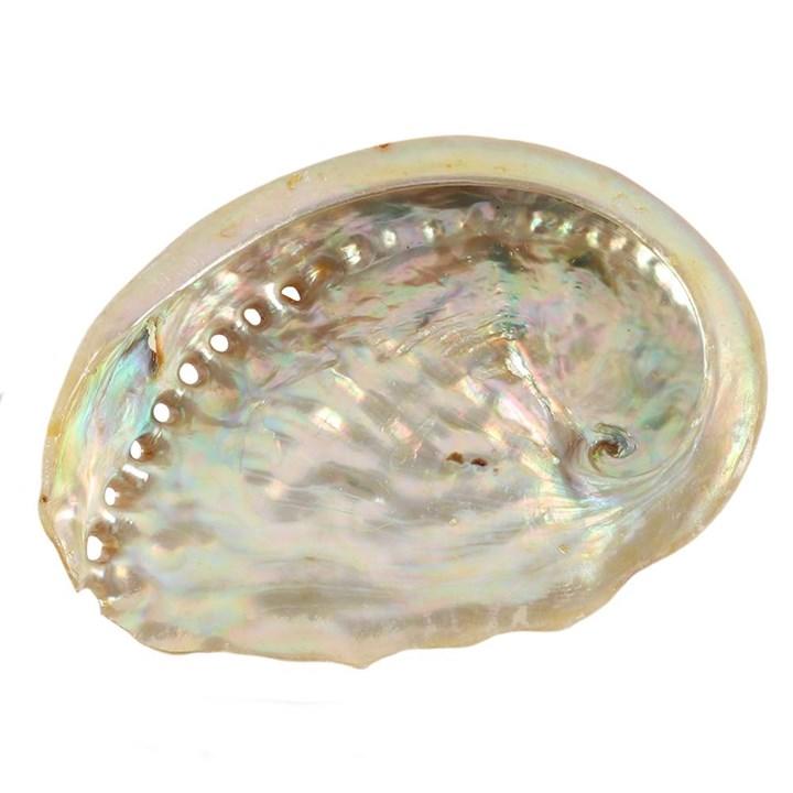 Yellow Abalone Shell