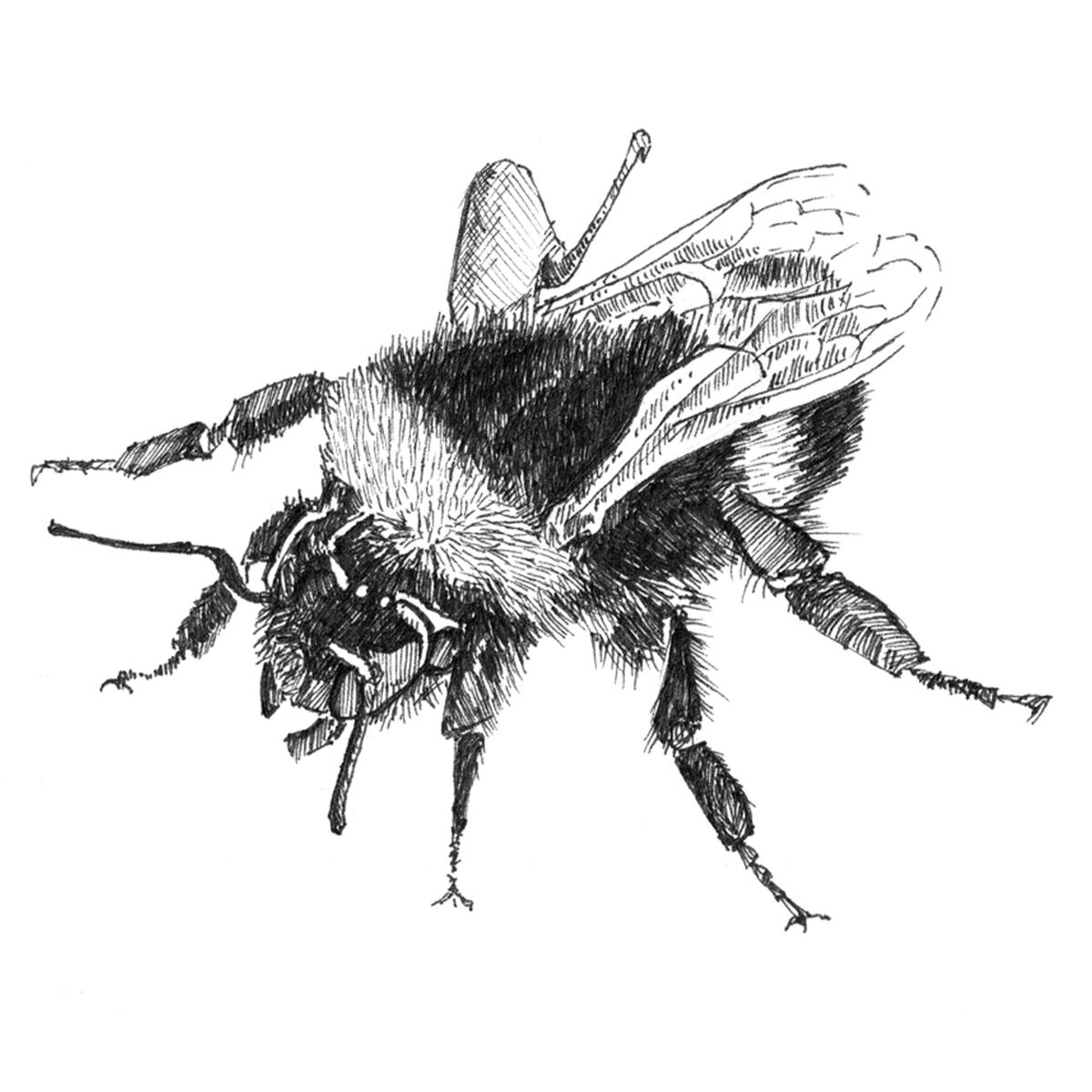 Bee - Limited Edition Print from pen and ink drawing