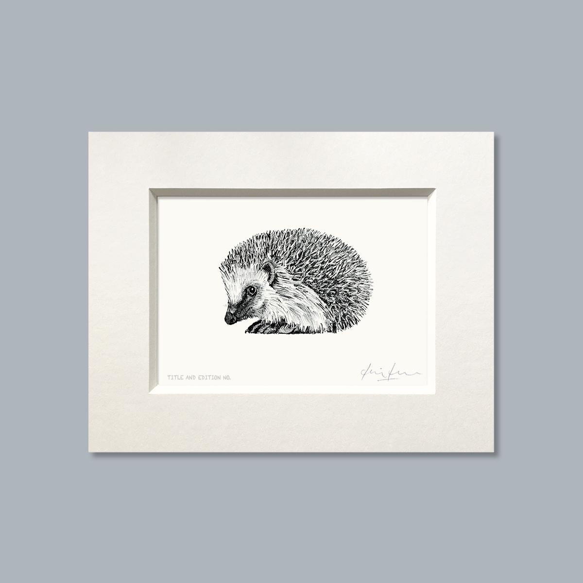 Limited edition print from pen and ink drawing of a hedgehog, mounted only
