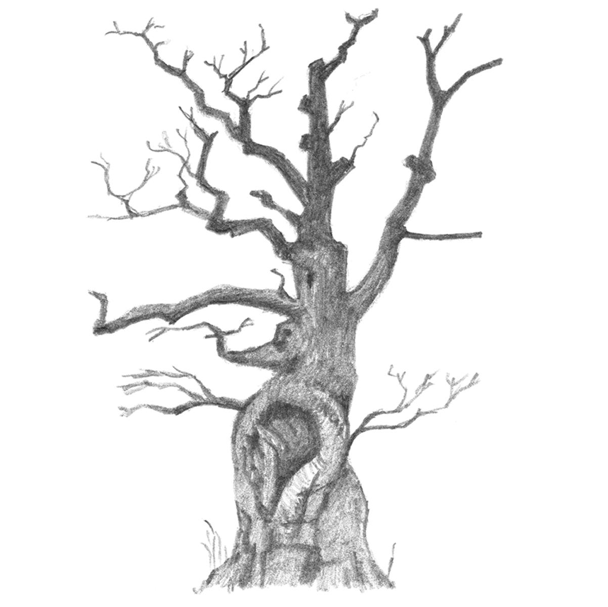 Limited edition print from pencil sketch of a tree